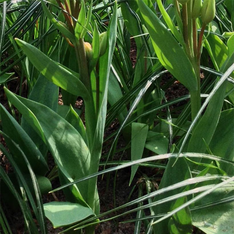 Tulipa Flaming Club (Foliage)