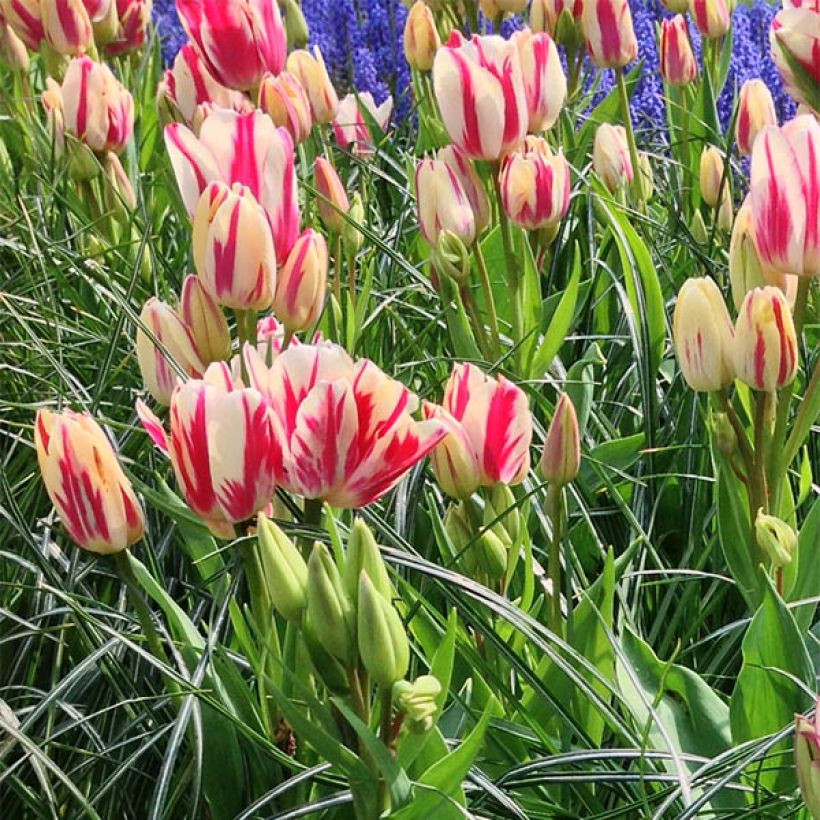 Tulipa Flaming Club (Flowering)