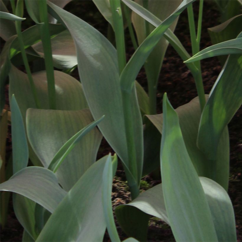 Tulipa Orange bouquet (Foliage)