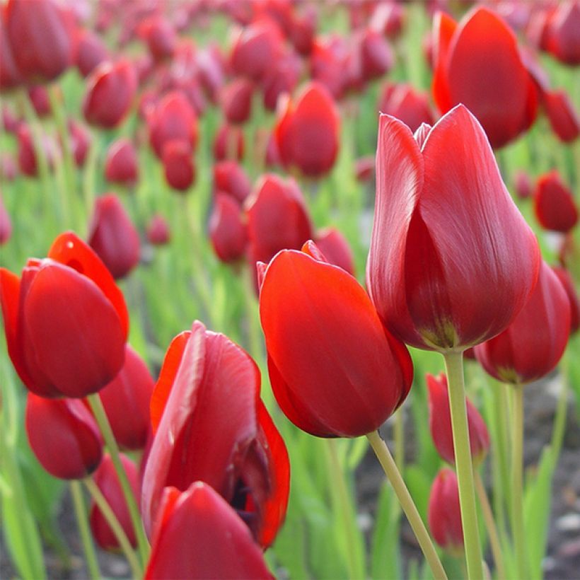 Tulipa Red Georgette - Mutliple flowering Tulip (Flowering)