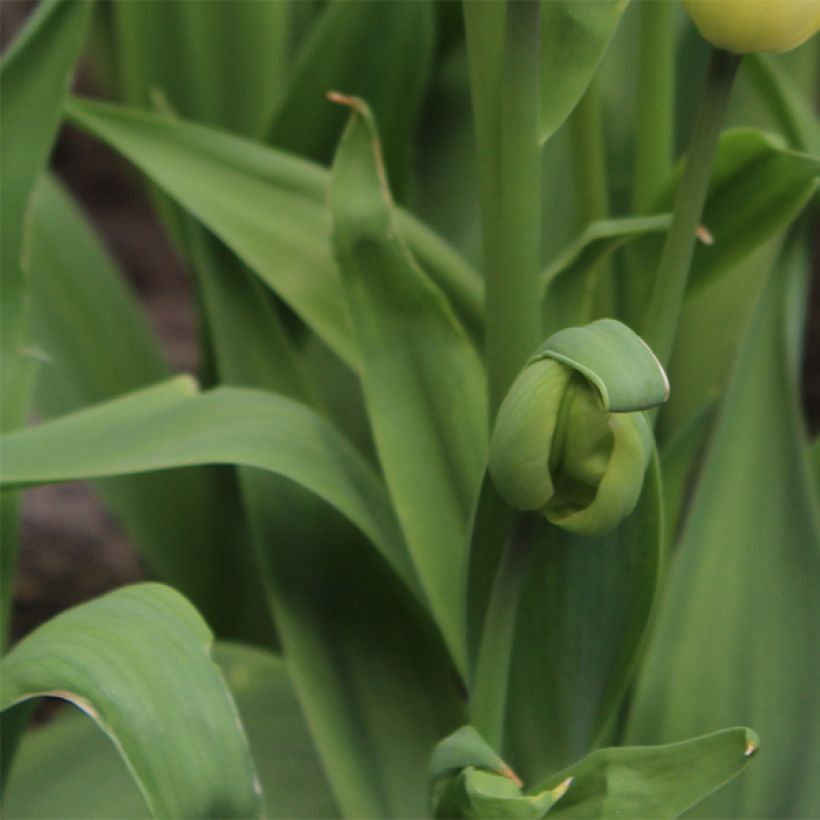 Tulipa Rosy Bouquet - Mutliple flowering Tulip (Foliage)