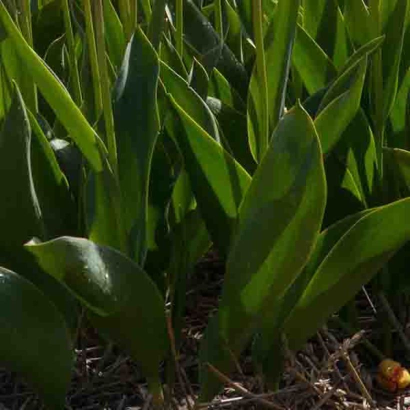 Tulipa Christmas Marvel (Foliage)