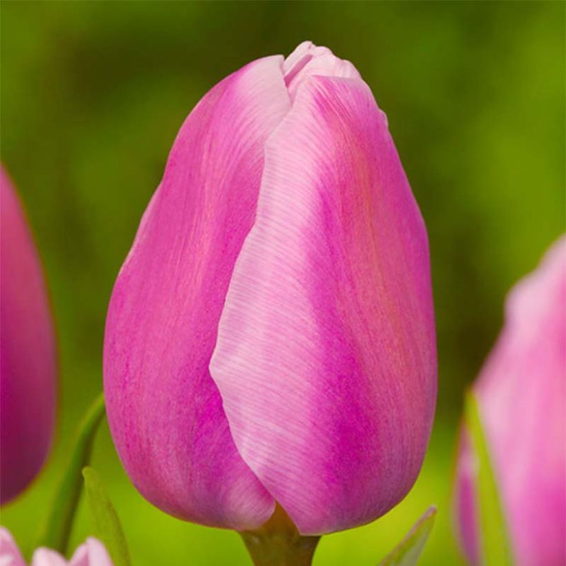 Tulipa Aafke - Early simple Tulip (Flowering)