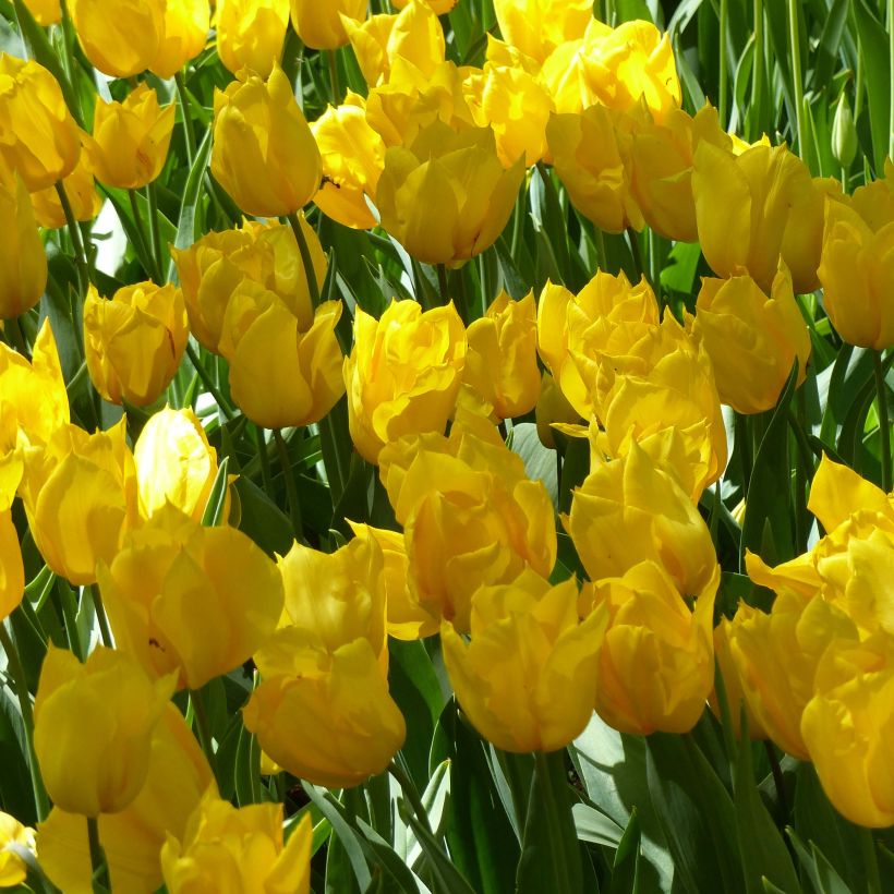 Tulipa Yokohama (Flowering)