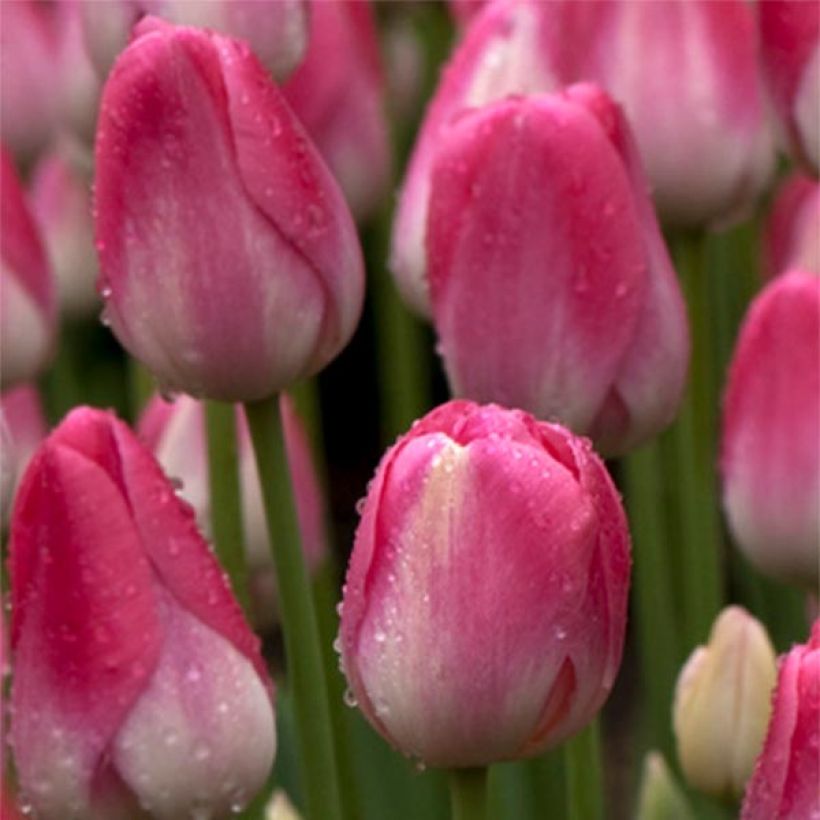 Tulipa Dreamland - Early simple Tulip (Flowering)