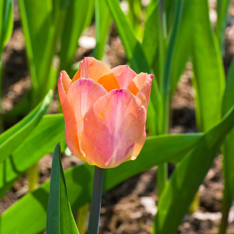 Tulipa Jumbo Beauty - Early simple Tulip (Flowering)