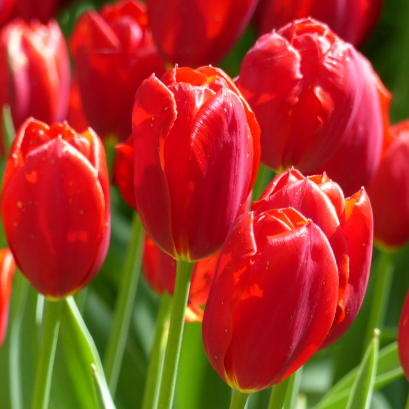 Tulipa Kingsblood - Early simple Tulip (Flowering)