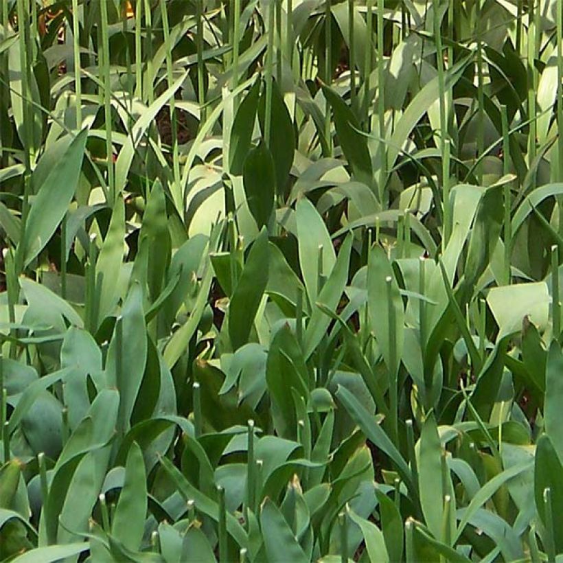 Tulipa Renown - Early simple Tulip (Foliage)