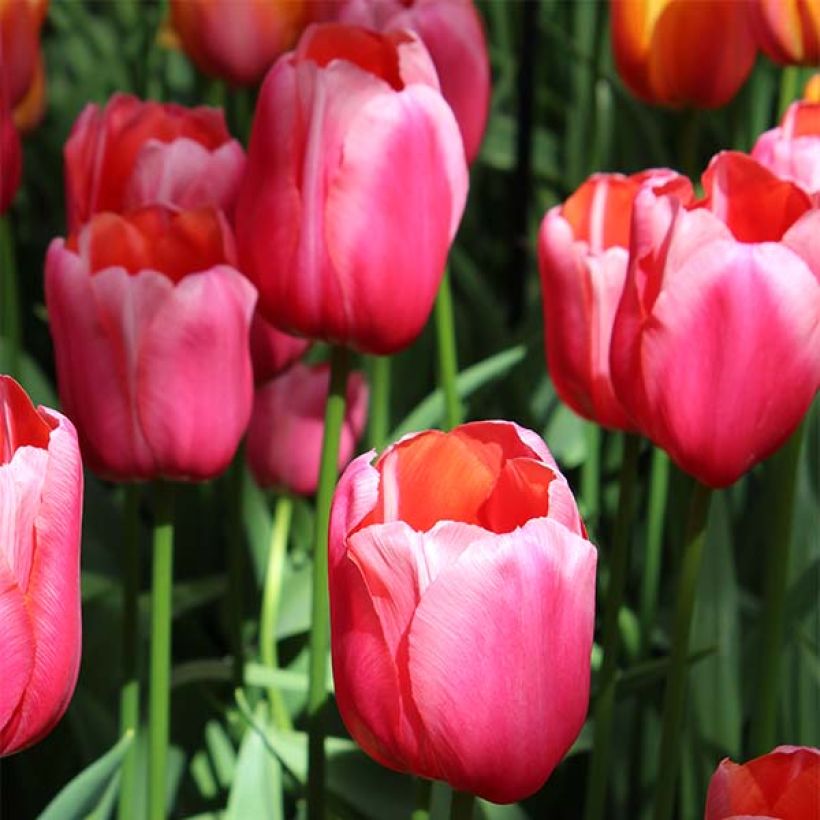 Tulipa Renown - Early simple Tulip (Flowering)