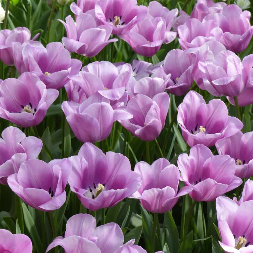 Tulipa Violet Beauty (Plant habit)