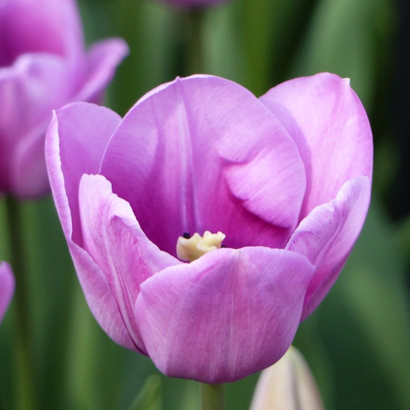 Tulipa Violet Beauty (Foliage)