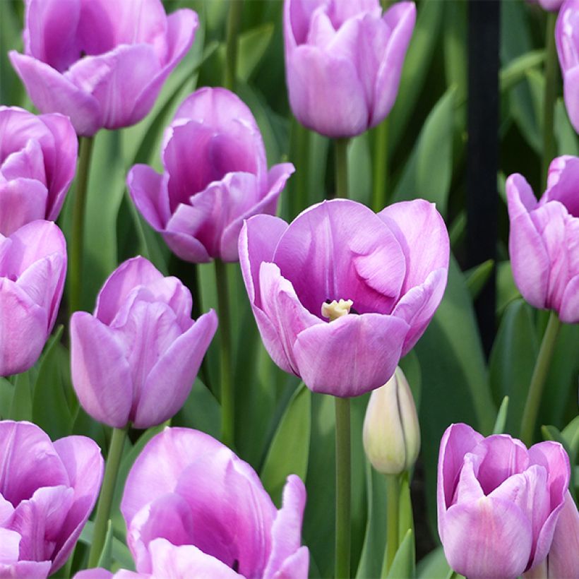 Tulipa Violet Beauty (Flowering)