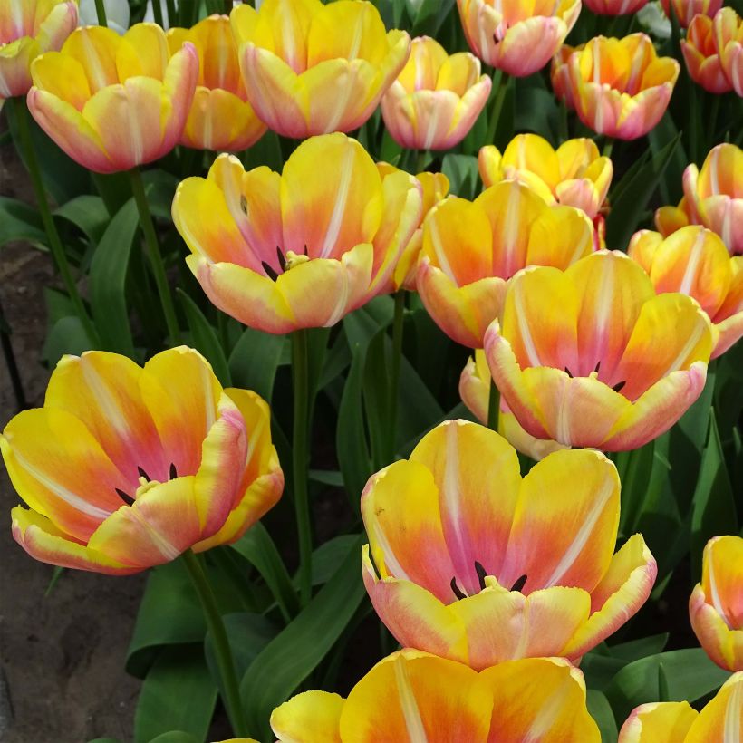 Tulipa Yellow Jumbo Beauty (Flowering)