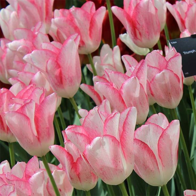 Tulipa Beauty Trend (Flowering)