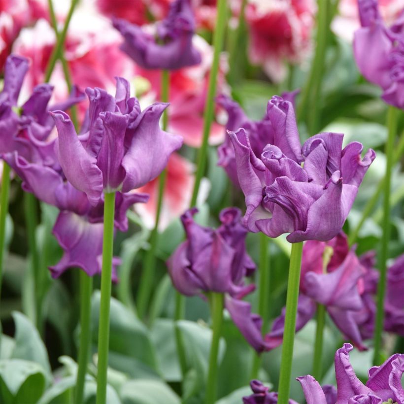 Tulipa Triumph Crown of Negrita (Flowering)