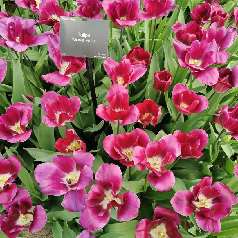 Tulipa 'Kansas Proud' (Plant habit)