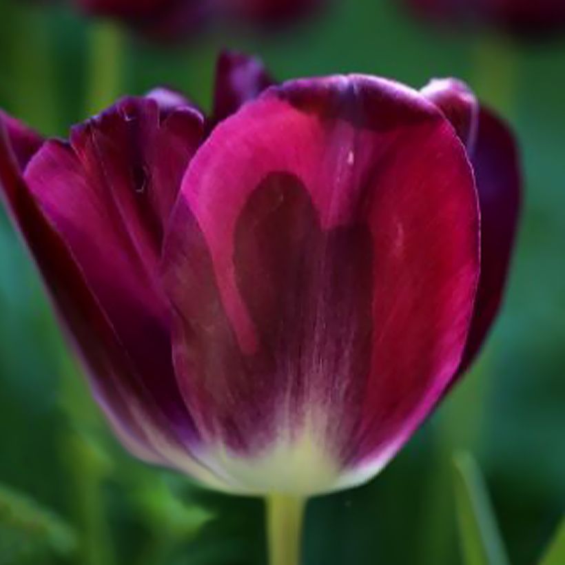 Tulipa 'Kansas Proud' (Flowering)