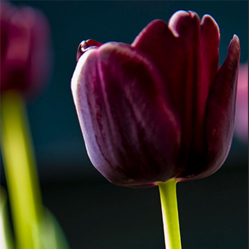 Tulipa Paul Scherer - Triumph Tulip (Flowering)
