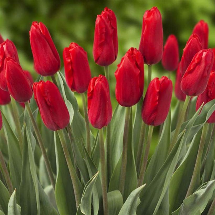 Tulipa Triumph Red Proud (Flowering)