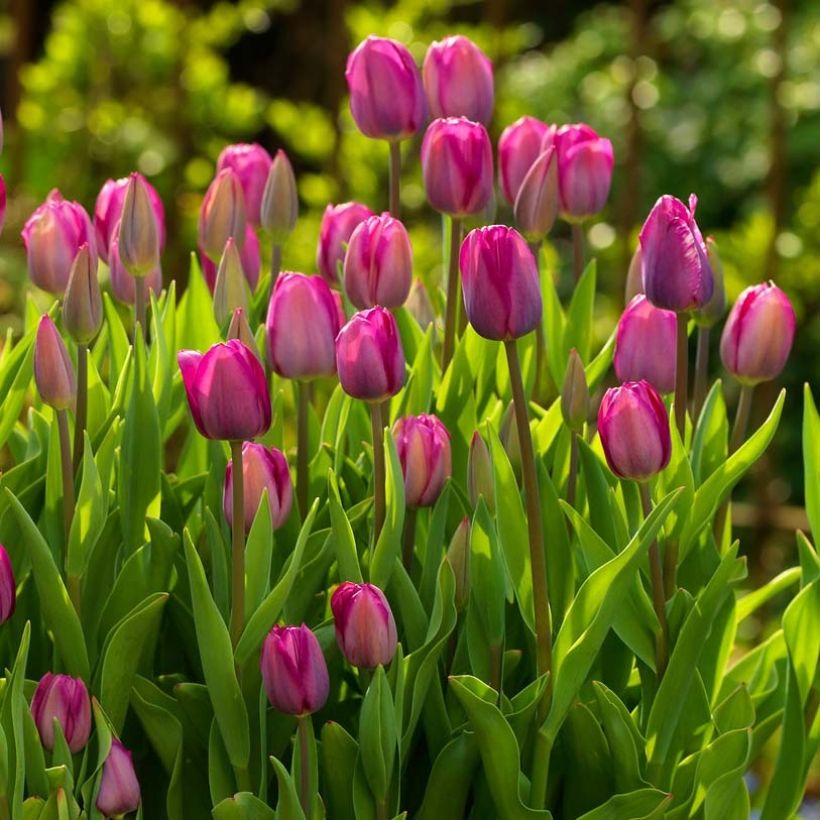 Tulipa Roussillon - Triumph Tulip (Flowering)