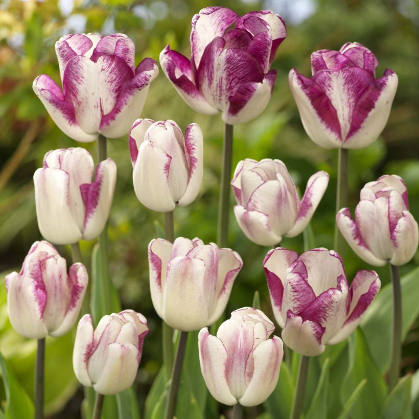 Tulipa Triumph Shiun (Flowering)