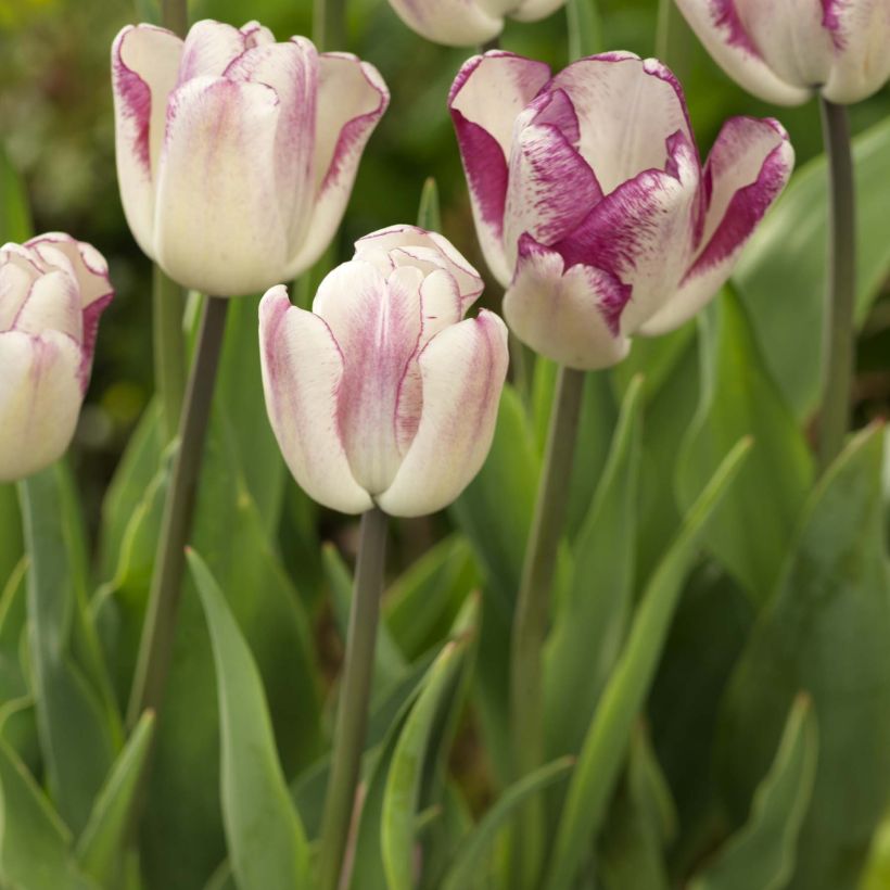 Tulipa Triumph Shiun (Plant habit)