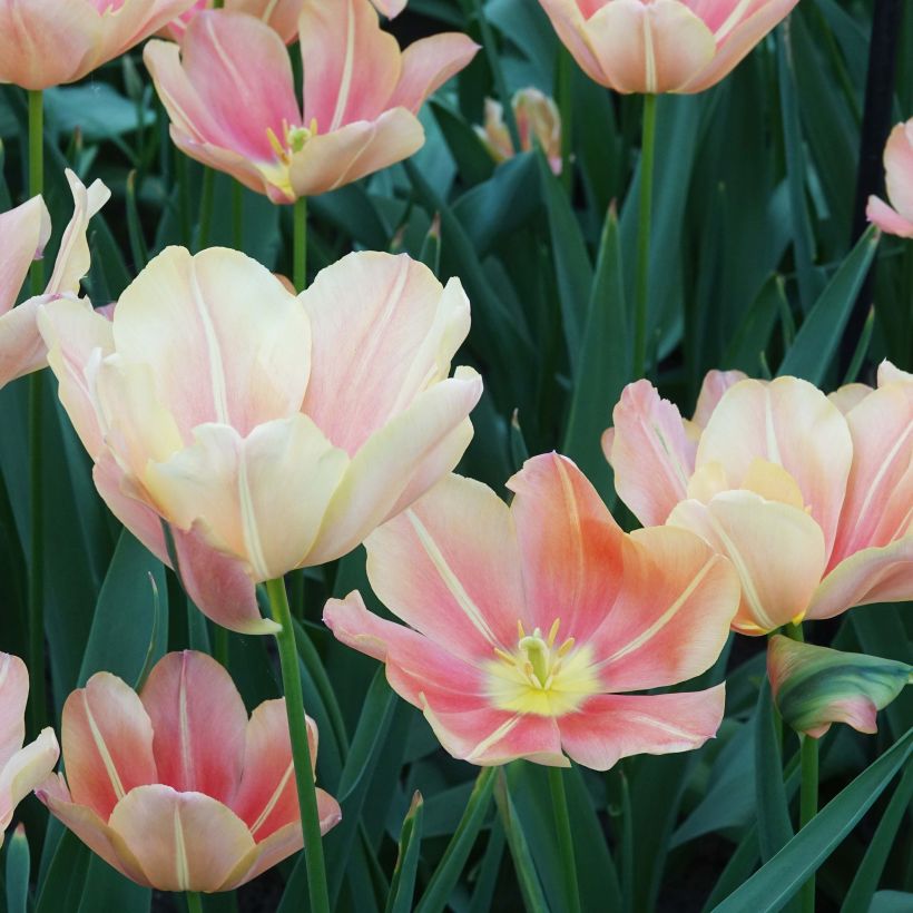 Tulipa 'Stunning Star' (Flowering)