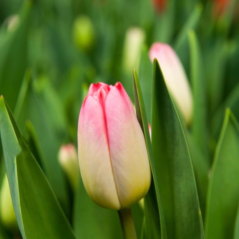 Tulipa Triumph Supermodel (Flowering)