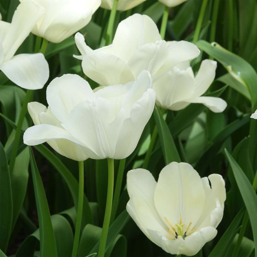 Tulipa White Proud - Triumph Tulip (Flowering)