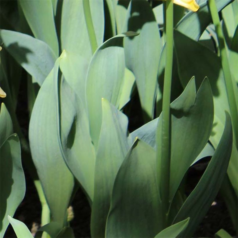 Tulipa Yellow Crown - Triumph Tulip (Foliage)