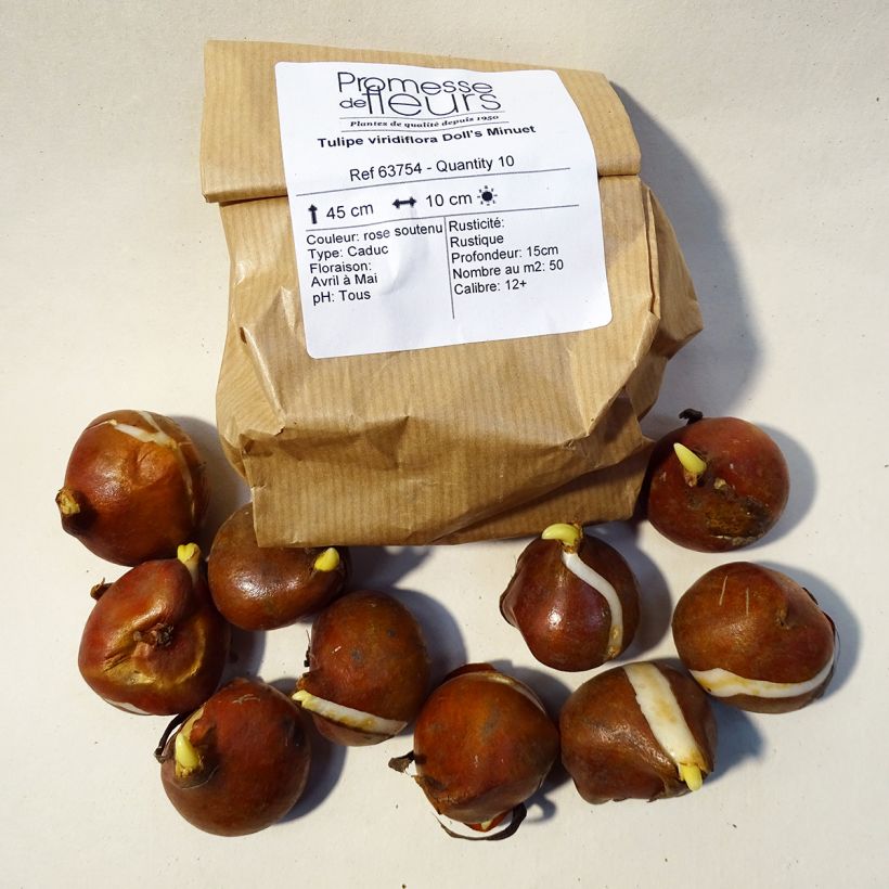 Example of Tulipa viridiflora Dolls Minuet Bulb size 11+ specimen as delivered