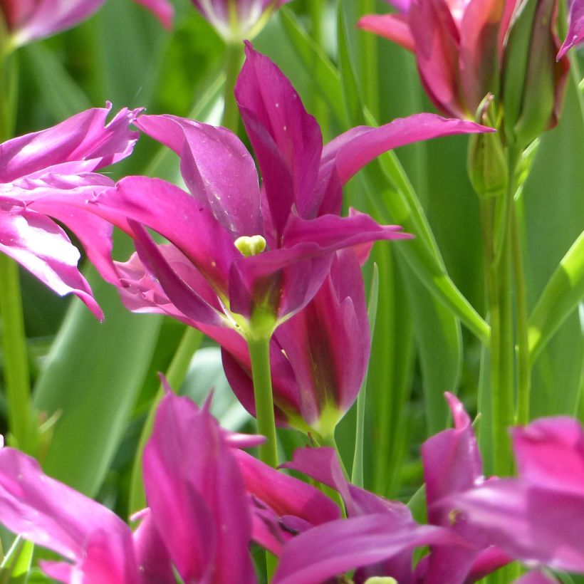 Tulipa viridiflora Purple Doll (Flowering)