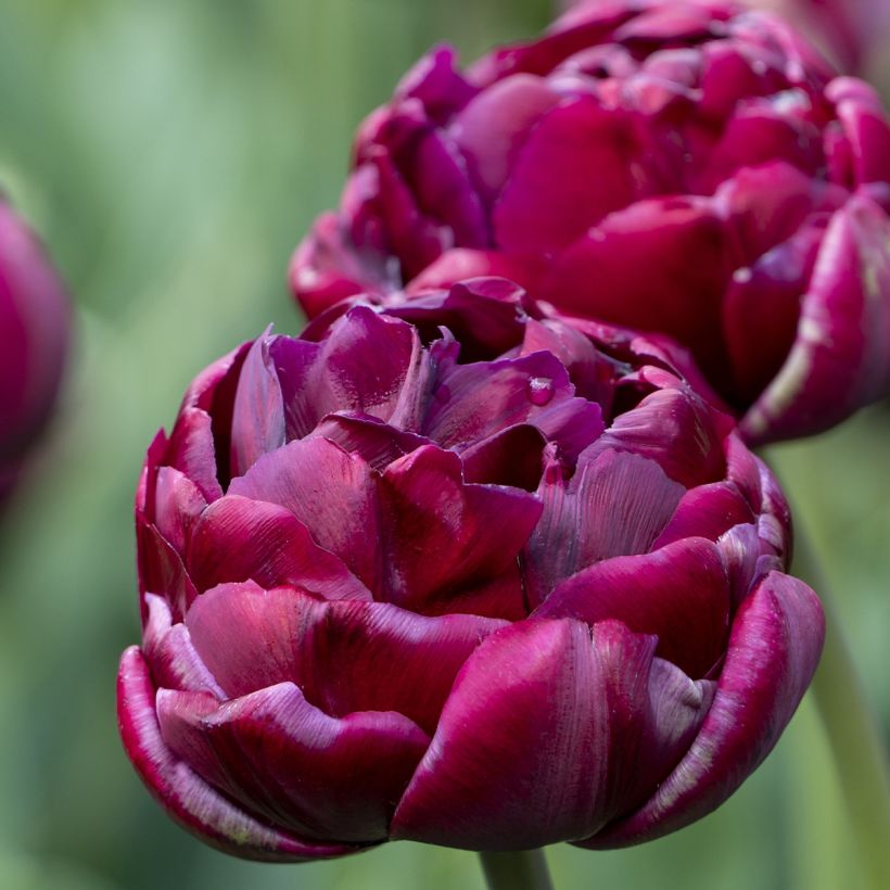 Tulipa Double flowers Mix (Flowering)