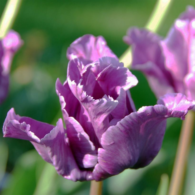 Tulipa Parrot Mix (Flowering)