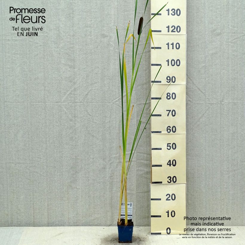 Typha angustifolia - Narrowleaf Cattail 8/9 cm pot sample as delivered in summer