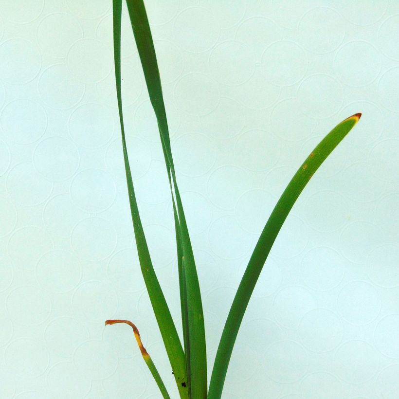 Typha latifolia - Cattail (Foliage)
