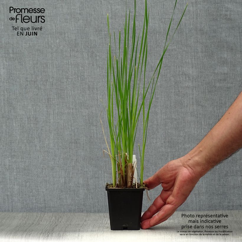 Typha latifolia - Cattail 8/9 cm pot sample as delivered in summer