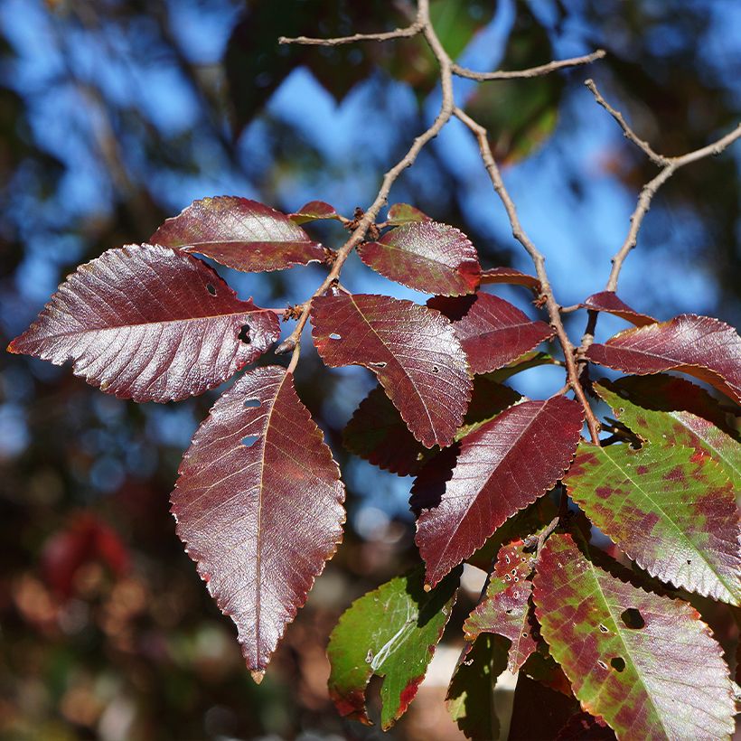 Ulmus parviflora Frontier - Elm (Foliage)