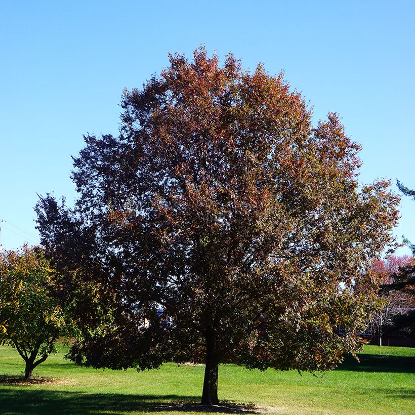 Ulmus parviflora Frontier - Elm (Plant habit)