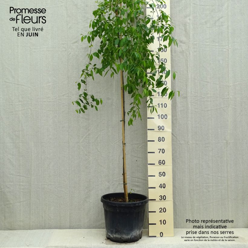 Ulmus carpinifolia Pendula - Elm 30L/35L pot sample as delivered in summer