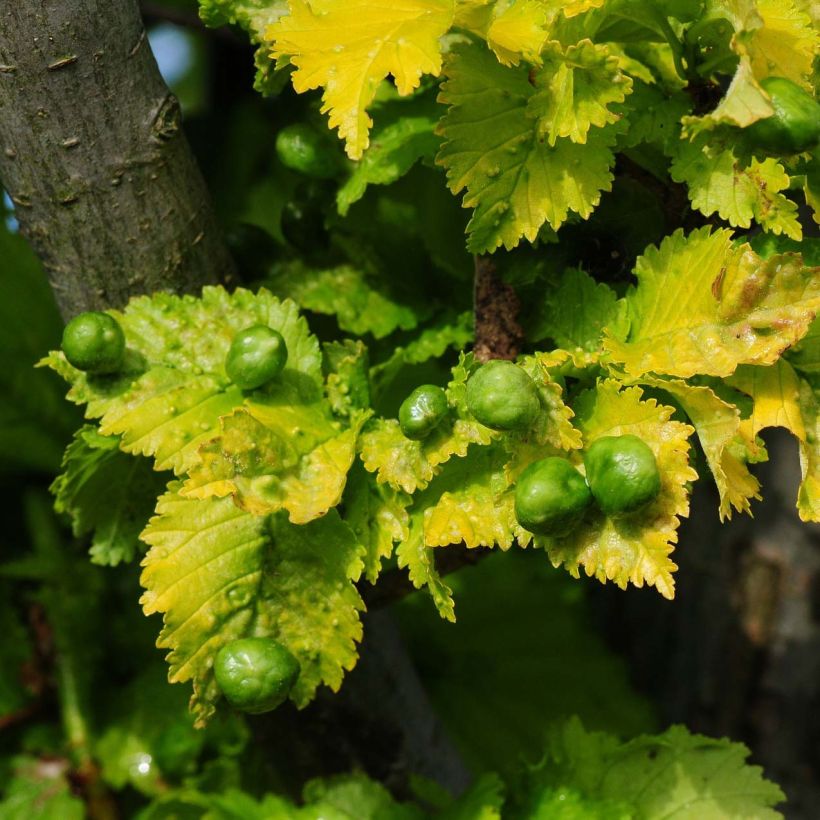 Ulmus x hollandica Wredei - Elm (Foliage)