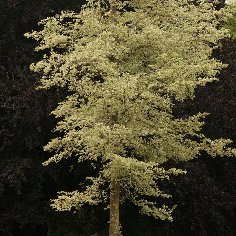Ulmus minor Argenteovariegata - Elm (Plant habit)