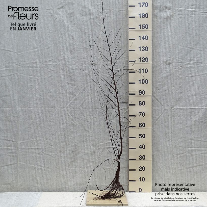 Ulmus minor - Elm Bare root sample as delivered in winter