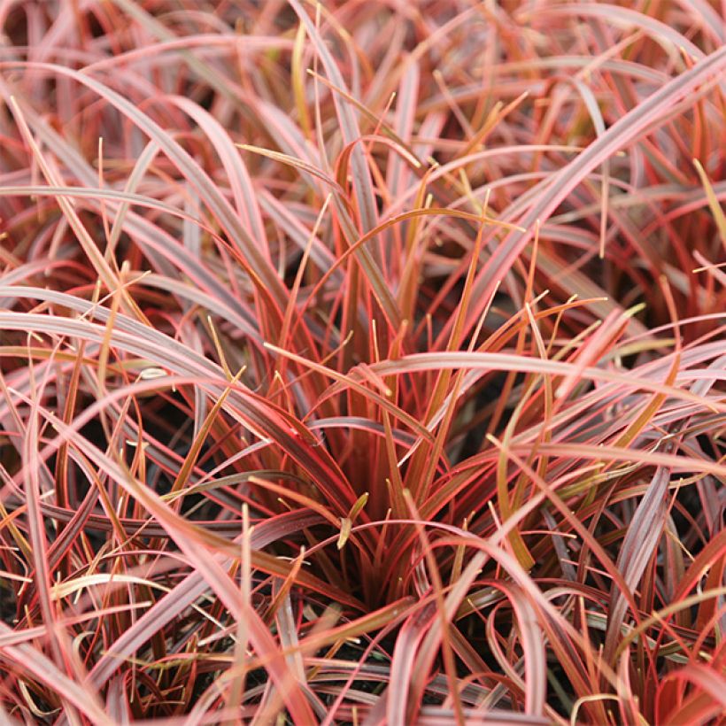 Uncinia rubra Belindas Find (Foliage)