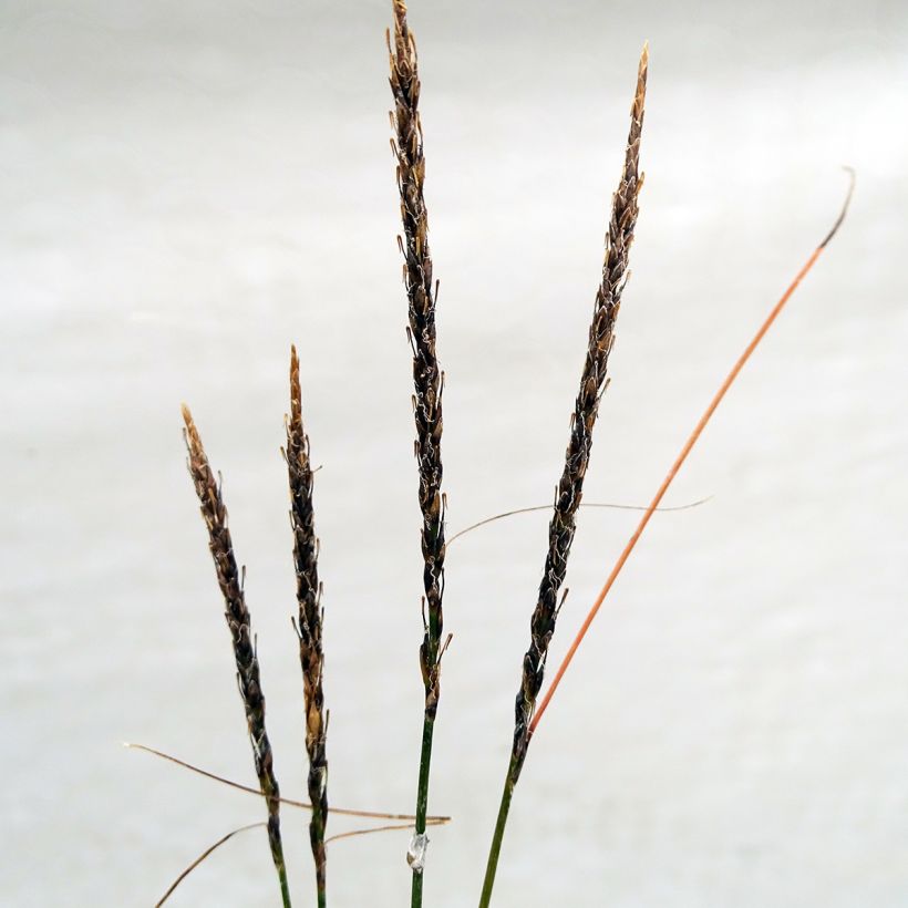 Uncinia rubra Belindas Find (Flowering)