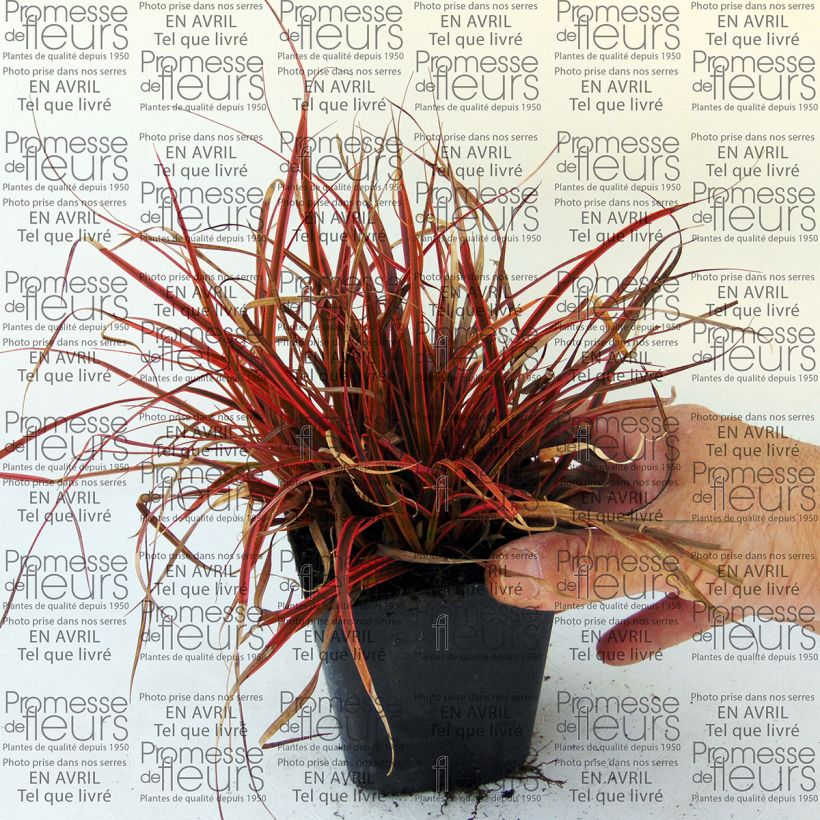 Example of Uncinia rubra Belindas Find 8/9 cm pot specimen as delivered