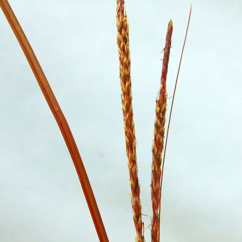 Uncinia rubra (Flowering)