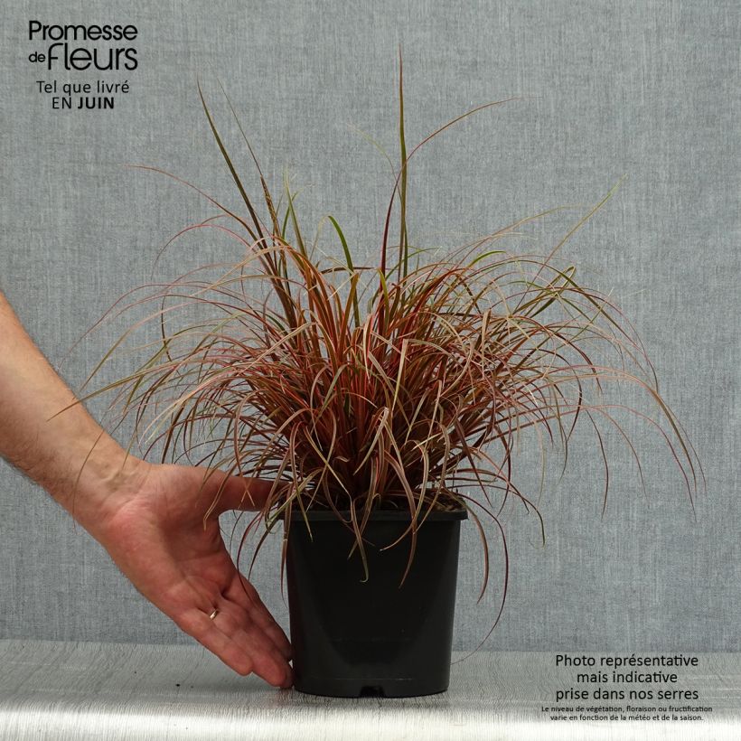 Uncinia rubra Everflame 2L/3L pot sample as delivered in summer