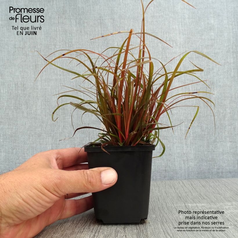 Uncinia rubra 8/9 cm pot sample as delivered in summer