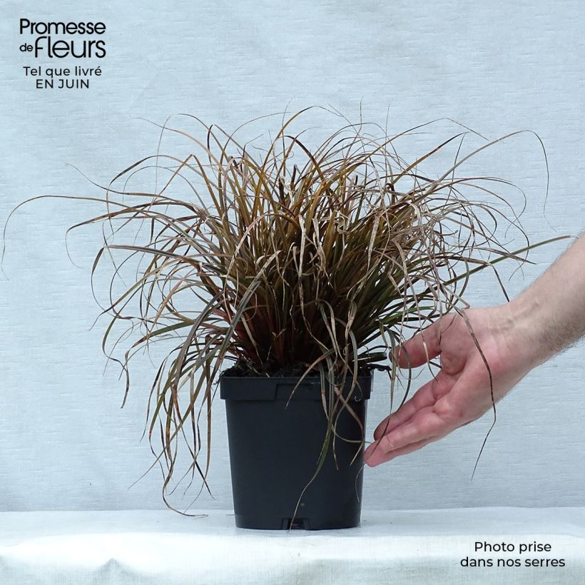Uncinia rubra 2L/3L pot sample as delivered in summer
